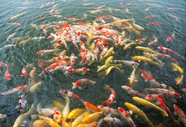 Tanque de muitos peixes Koi