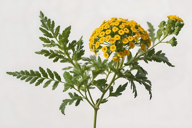 Tansy-Blume png isoliert auf transparentem Hintergrund