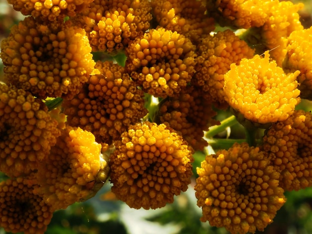 tansy florescendo no prado