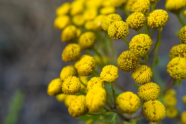 Tansy tanacetum un género de plantas herbáceas perennes y arbustos de la familia asteraceae o comp ...