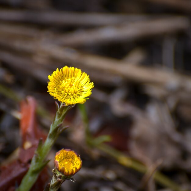 Tansy (tanacetum vulgare)