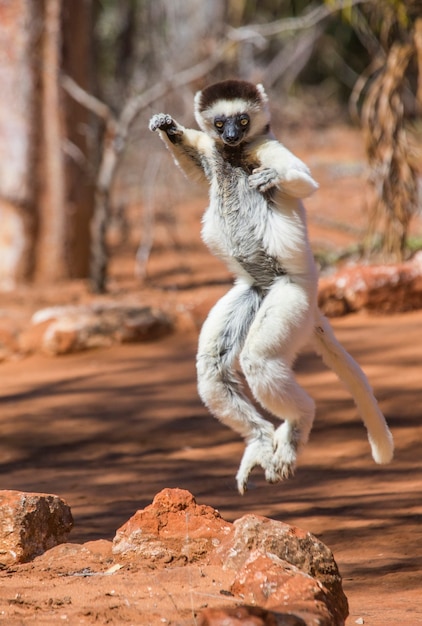 Tanzen Sifaka aus Madagaskar springt