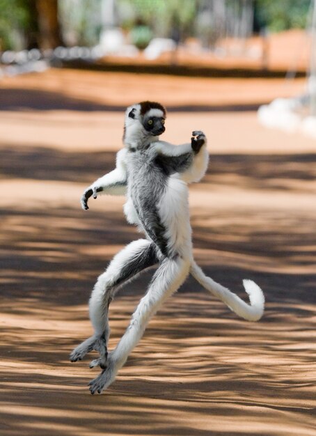 Tanzen Sifaka aus Madagaskar springt