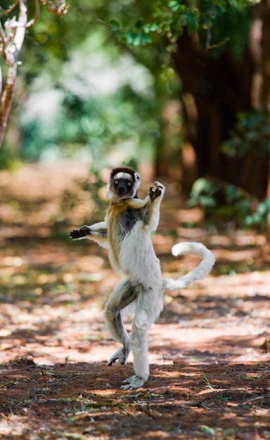 Tanzen Sifaka aus Madagaskar springt