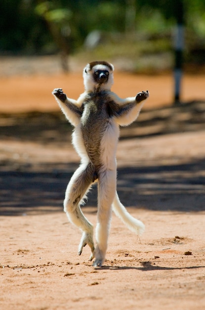 Tanzen Sifaka ist am Boden