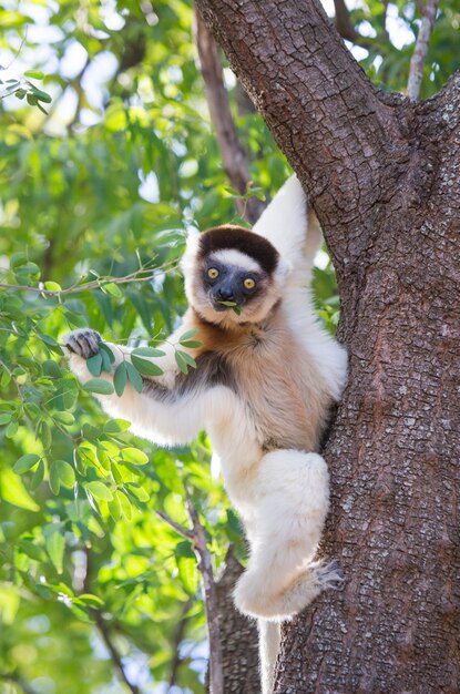 Tanzen Sifaka sitzt auf einem Baum