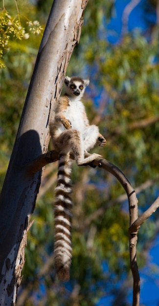 Tanzen Sifaka sitzt auf einem Baum