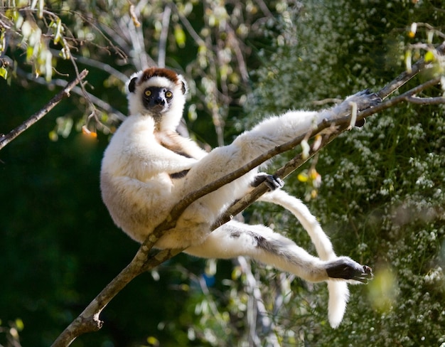 Tanzen Sifaka sitzt auf einem Baum