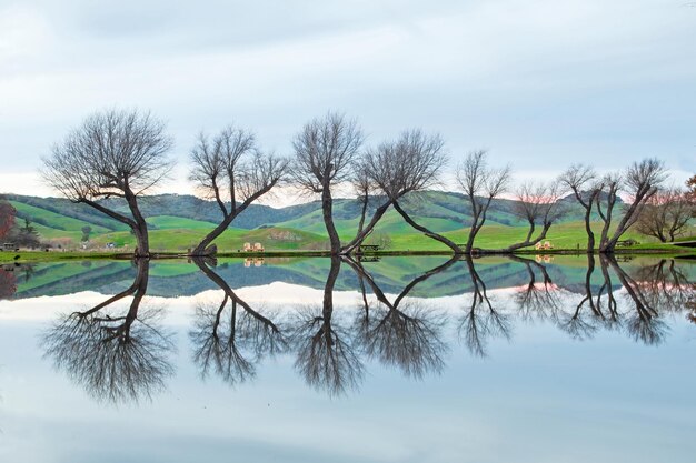 Foto tanzende bäume am see