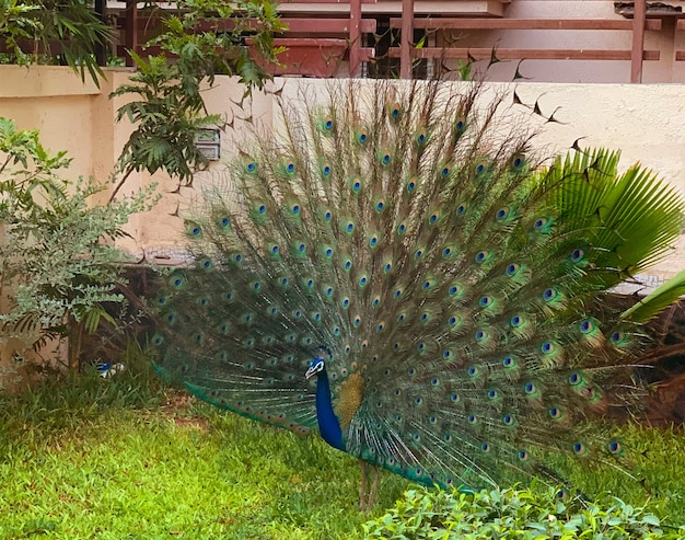 Tanzender Pfau Pfauenfedern Pfau mit offenen Federn Pfau