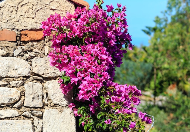 Taormina-stadt blüht szene sizilien italien