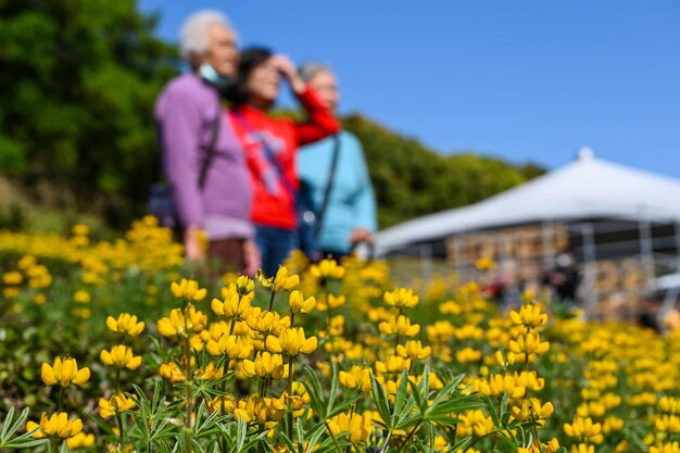 Taoyuan Taiwan 23. Februar 2020 Viele Menschen beobachten die mehrjährige Lupinenblütensaison