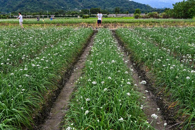 Taoyuan Taiwan SEP 08 2019 Menschen im chinesischen Schnittlauchblumenfeld