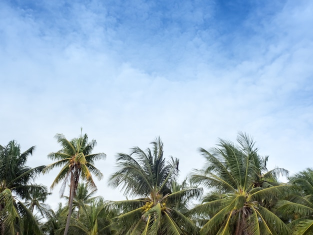 La tapa de los árboles de coco con las nubes brillantes azules cielo de la playa del aire fresco.