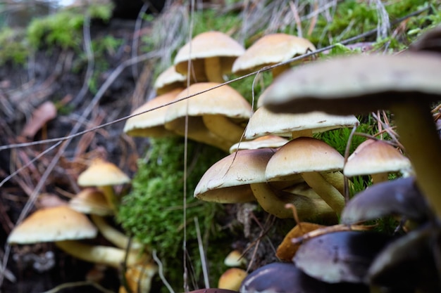 Tapa de leche de azafrán Seta Lactarius deliciosus alias setas de pino rojo alias Lactarius deliciosus en una hierba deliciosas setas comestibles en un mos en hábitat natural bosque de abetos tiro de principios de otoño