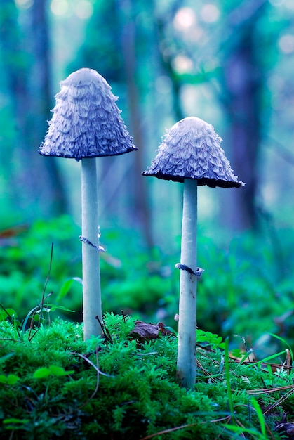 Tapa de tinta lanuda (Coprinus comatus) en un bosque