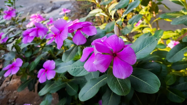 Tapak dara Catharanthus roseus Don es un arbusto anual nativo de Madagascar