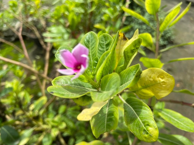 Tapak dara Catharanthus roseus Don ist ein einjähriger Strauch aus Madagaskar