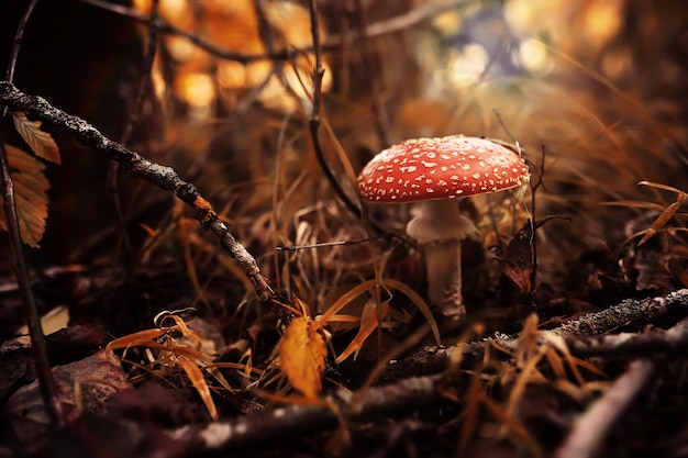 Tapas de hongos en medio de un montón de hojas marrones en el suelo del bosque en un día de otoño en Alemania