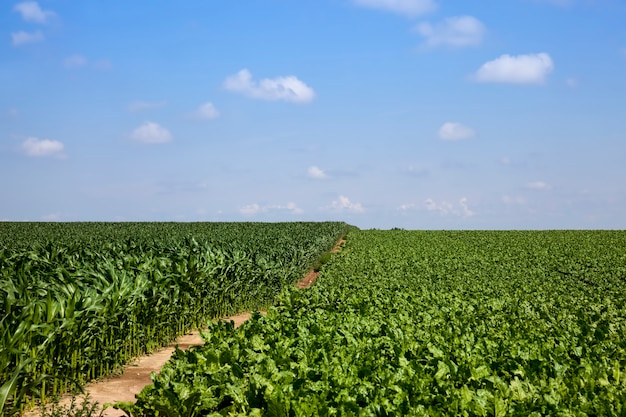 Tapas de remolacha para la producción de azúcar, partes verdes de la planta de remolacha azucarera en la temporada de verano en un campo agrícola