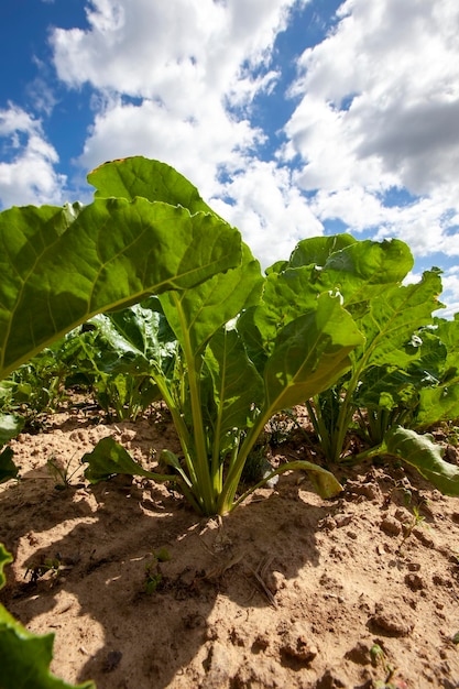 Tapas verdes de remolacha azucarera cultivadas en el campo