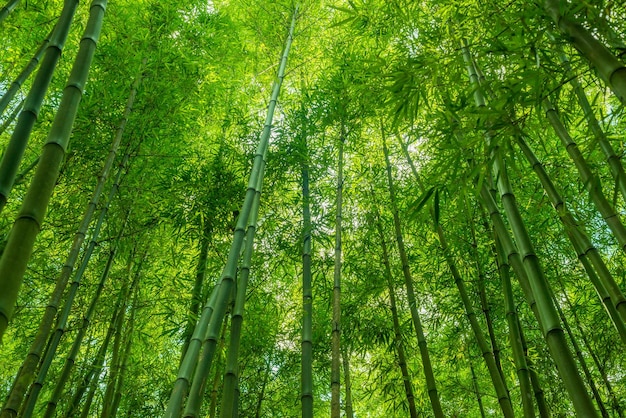 Tapete aus Bambuswald