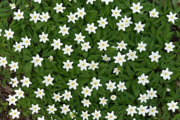Tapete branco de florescência Wood Anemone Windflower Spring fundo com flores brancas florescentes