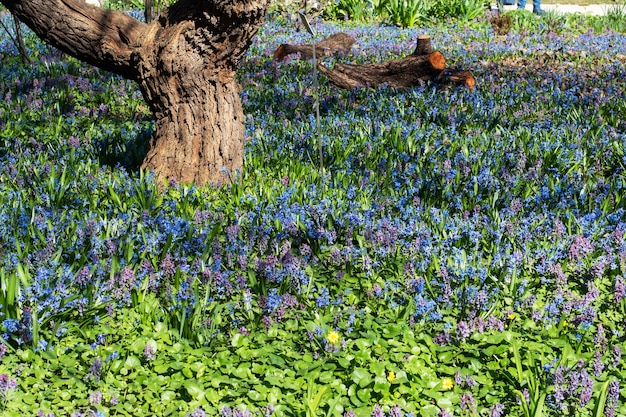 Tapete brilhante de flores no parque em um dia ensolarado.