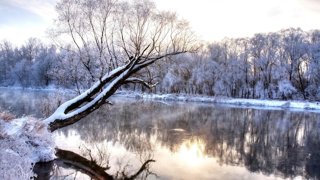 Tapete der Natur