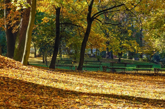 Tapete dourado de folhas de outono com sombra de árvores no parque da cidade.