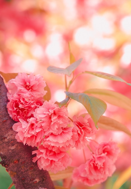 Tapete mit modischer Ästhetik. Pinke Blumen. Kirschblütenbaum