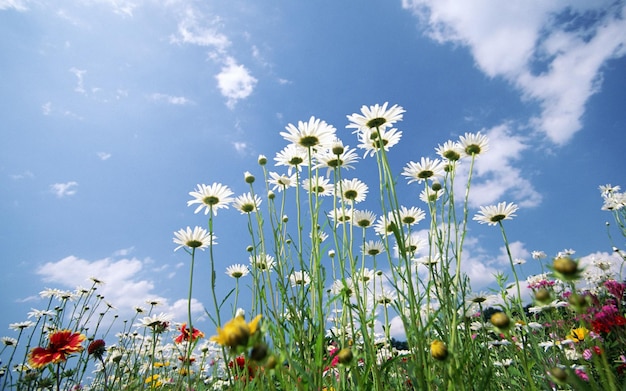 Tapete mit weißen Blumen in der Sonne