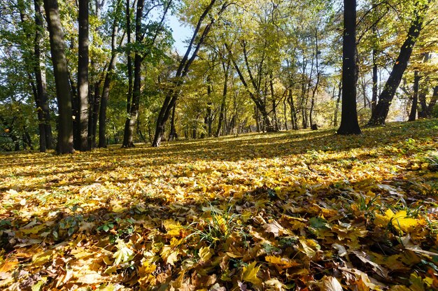 Tapete verde-amarelo de folhas de outono com sombra de árvores no parque da cidade.