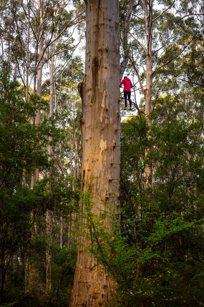 Tapferes Mädchen klettert auf berühmten Gloucester-Baum in Westaustralien gefährlicher Aufstieg auf 50 Meter hohen Baum