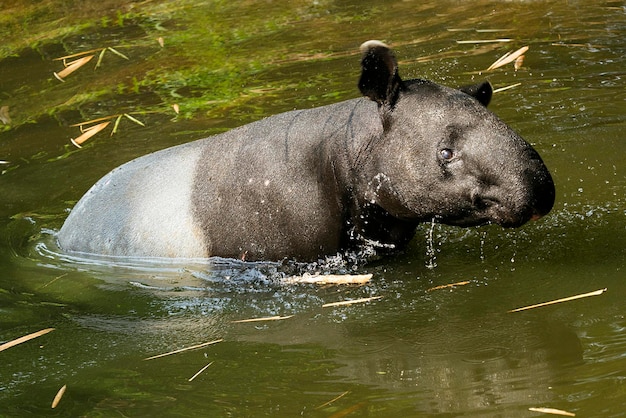 Tapir en el agua