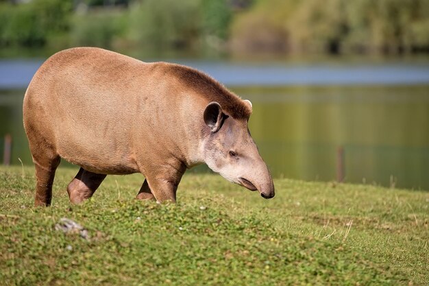 Tapir en un claro cerca del río