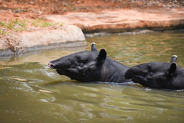 Tapir, der auf dem Wasser im Naturschutzgebiet Tapirus terrestris - malaiischer Tapirus Indicus schwimmt