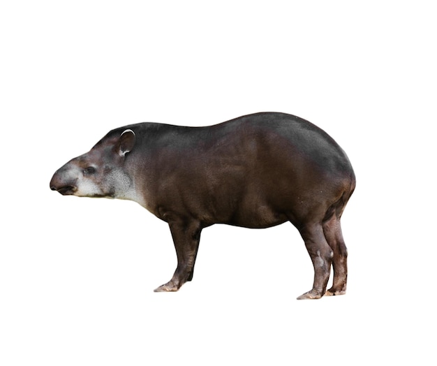 Tapir gris animal aislado sobre un fondo blanco.