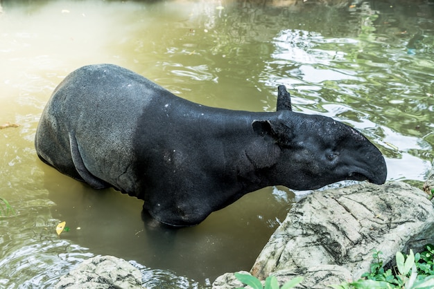 Tapir im Zoo