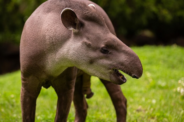 Tapir sudamericano en el hábitat natural. Hermosa especie de criatura en el zoológico. Animal raro en cautiverio. Tapirus terrestris.