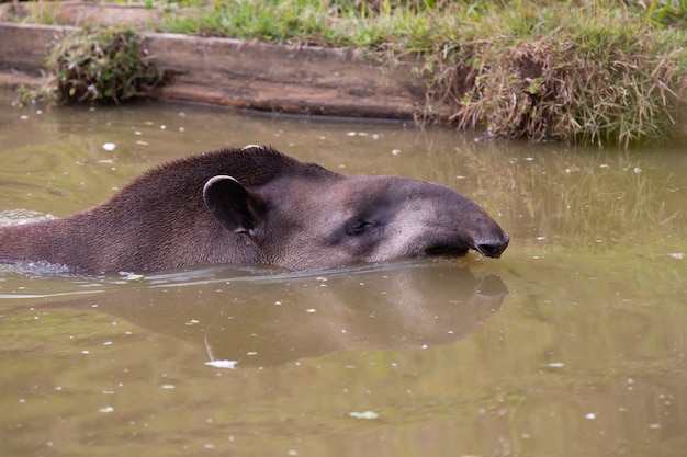 El tapir de tierras bajas, también conocido como tapir, es un mamífero perisodáctilo de la familia Tapiridae.