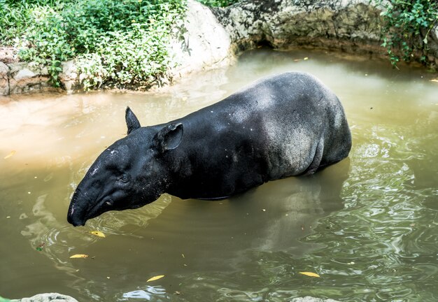 Foto tapir en el zoo