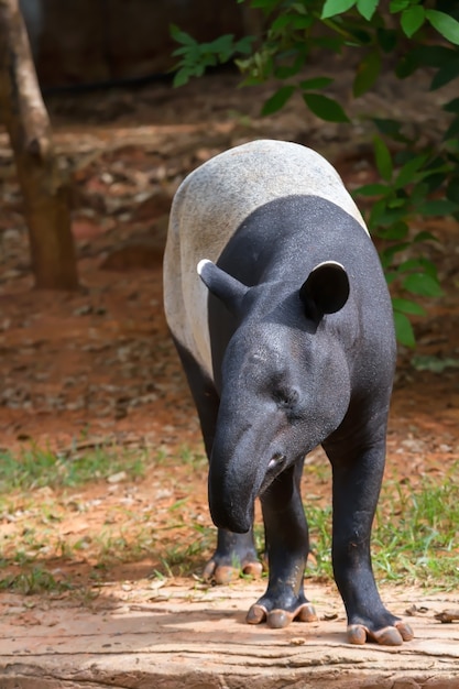 Foto tapir