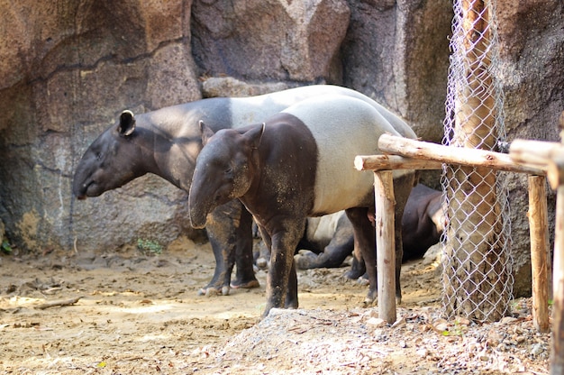 Tapir