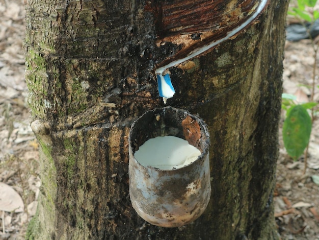 Foto tapping seiva de granado látex branco da casca de árvores