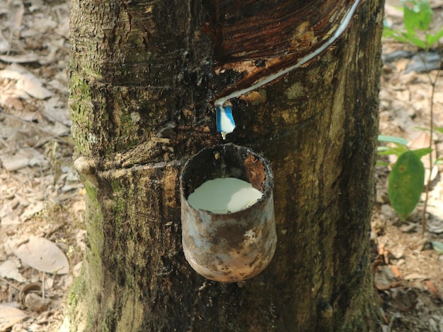 Foto tapping seiva de granado látex branco da casca de árvores