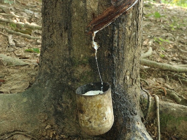 Foto tapping seiva de granado látex branco da casca de árvores