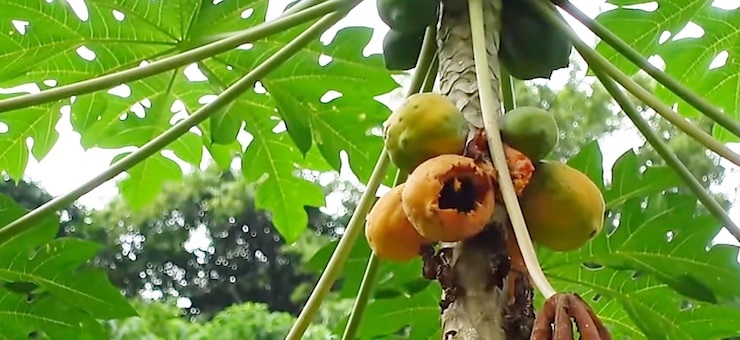 Taraba Bahia Brasil 3 de agosto de 2024 Plantación de papaia en una granja en el área rural de Muni