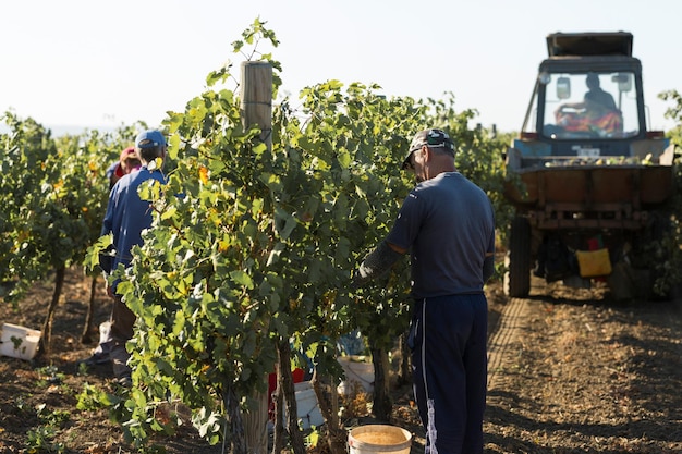 Taraclia Moldavia 09152020 agricultores cosechando uvas de un viñedo Cosecha de otoño