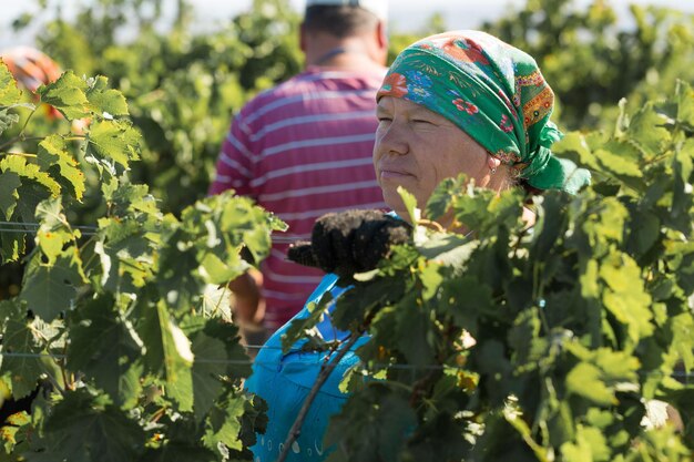 Taraclia Moldavia 09152020 agricultores cosechando uvas de un viñedo Cosecha de otoño